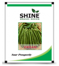 Bush Beans Vikram 250 grams